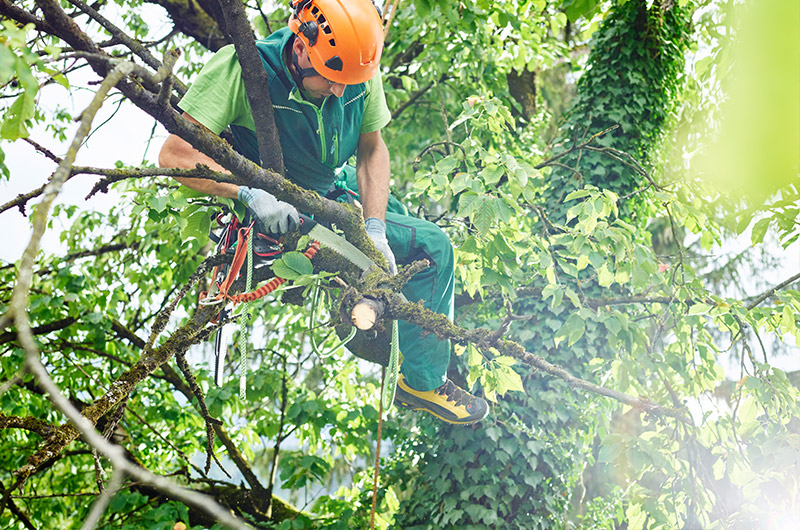 professional tree cutting expert from Scientific TRee Service removing a tree